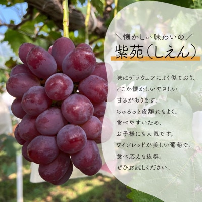 【発送月固定定期便】【2026年先行予約】シャインマスカットと紫苑の2回便(岡山県産)全2回【配送不可地域：離島】【4078245】
