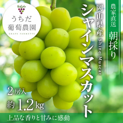 【2026年発送】朝採りシャインマスカット2房入(約1.2kg)【配送不可地域：離島】【1609771】