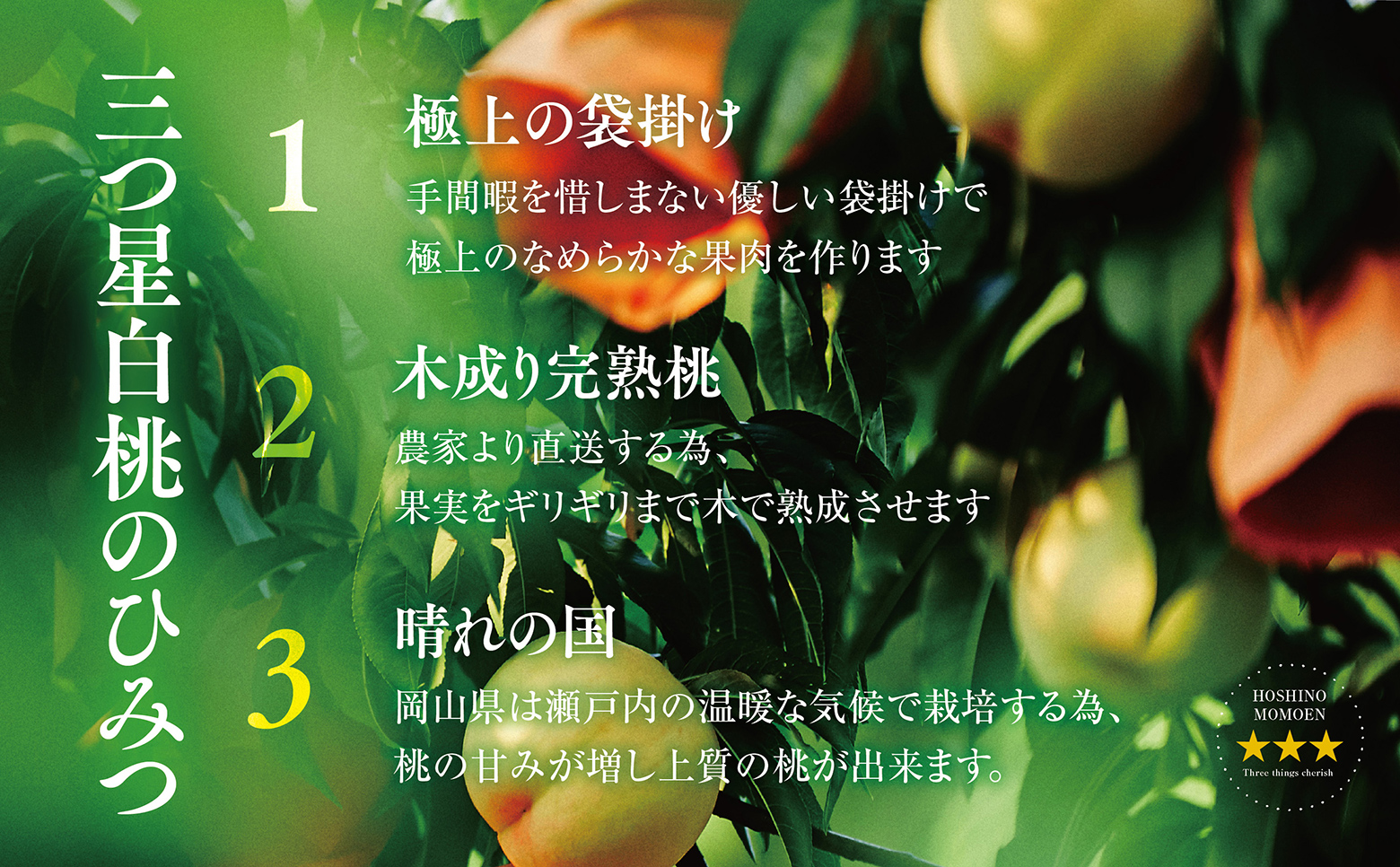 先行受付【星乃白桃】岡山県の桃園からお届けする三つ星の桃 1.2kg (4〜5玉)【配送不可地域：離島・北海道・沖縄県】【1614276】