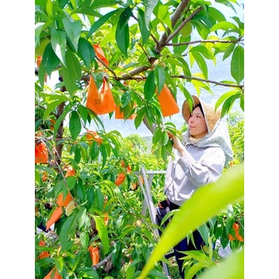 岡山県産  極甘・樹熟し白桃 5-8玉(約2kg)【配送不可地域：離島】【1707557】