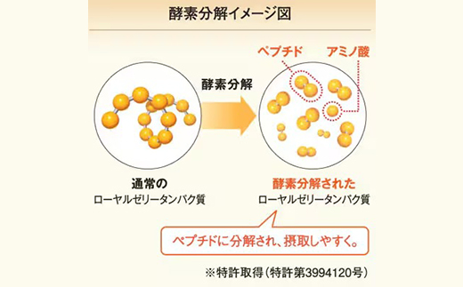 【毎月定期便】酵素分解ローヤルゼリーキング (560)全6回【4010072】