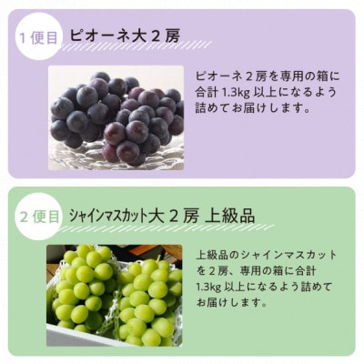 【発送月固定定期便】【2026年先行予約】ピオーネとシャインマスカットの大2房が届く(岡山産)全2回【配送不可地域：離島】【4067477】