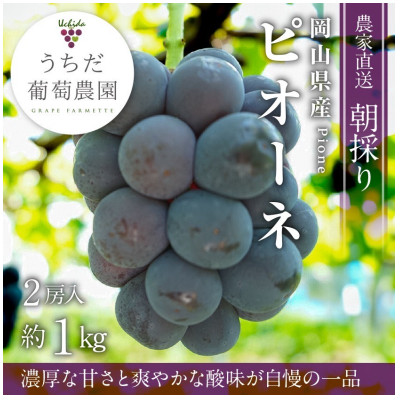 【2026年発送】朝採りピオーネ2房入(約1kg)【配送不可地域：離島】【1394886】
