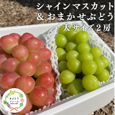 シャインマスカット&生産者いちおし葡萄 大サイズ 2房入/計1.3kg〜 (岡山県産)【配送不可地域：離島】【1553232】