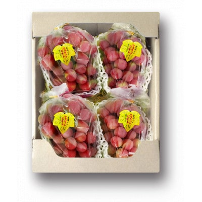 【2026年度発送分】希少品種ブドウわけありマスカットビオレ2kg【配送不可地域：離島・北海道・沖縄県】【1674118】