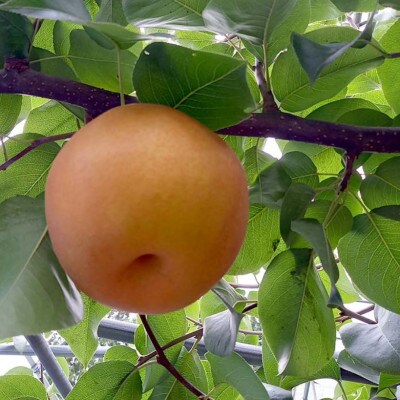 《2026年9月中旬より順次発送》新高梨 ふわり(5玉入り)【配送不可地域：離島】【1619638】