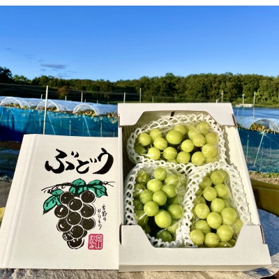 【2025年10月より発送】訳ありシャインマスカット 2~4房 1.5kg ご家庭用【1275134】