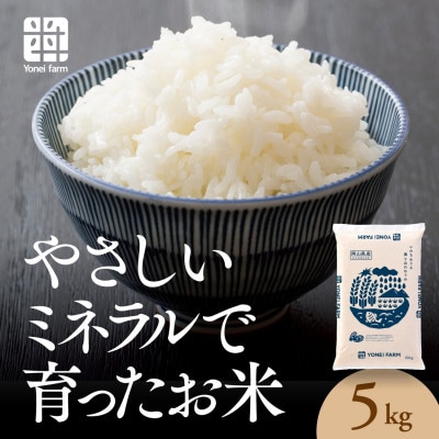 おいしいお米(5kg) 無洗米 リピーター続出 きぬむすめ【1184608】
