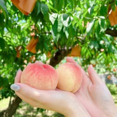 【品種おまかせ】岡山県産・白桃[白鳳・おかやま夢白桃・川中島白桃・白麗]約1kg(3〜4玉)【配送不可地域：離島・北海道・沖縄県】【1726910】