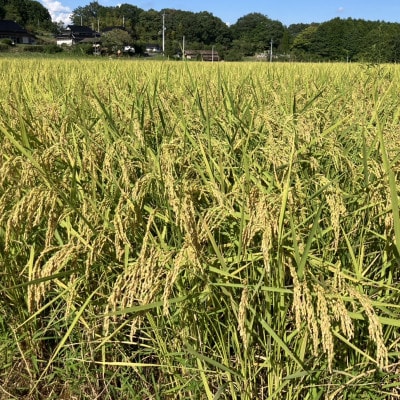 【先行受付】岡山県産『あきたこまち』[10kg×2袋(20kg)]【1726898】
