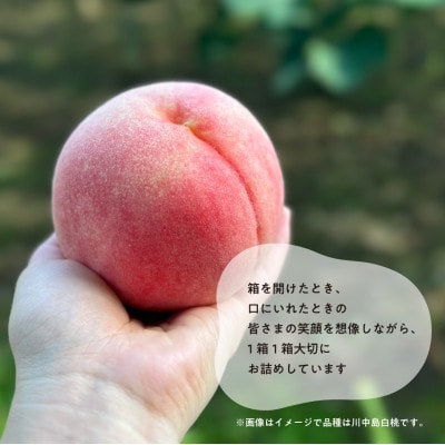 【2026年先行予約】「硬めの桃好きさん」におすすめ! 硬め桃 ご家庭用 5-7玉(岡山県産)【配送不可地域：離島】【1696654】