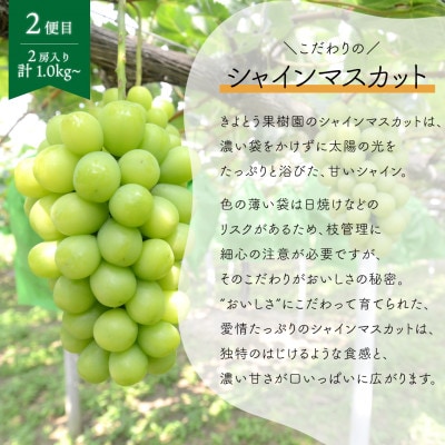 【発送月固定定期便】ピオーネとシャインマスカットお試し便 (岡山県産)全2回【配送不可地域：離島】【4078996】