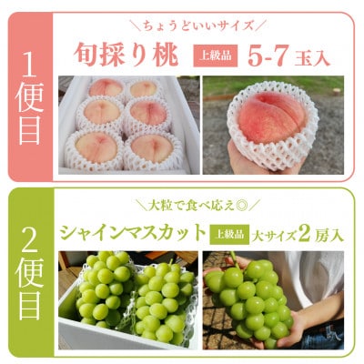 【発送月固定定期便】【2026年先行予約】桃とシャインマスカット どっちも食べたい便(岡山産)全2回【配送不可地域：離島】【4071129】