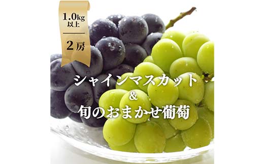 岡山県産ぶどう２種！こだわりのシャインマスカットとおまかせ葡萄 中サイズ2房入 ぶどう ブドウ シャインマスカット 社員マスカット 葡萄 デザート フルーツ 果物 くだもの 果実 食品 TY0-0840