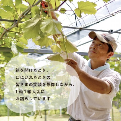 【発送月固定定期便】ピオーネとシャインマスカットお試し便 (岡山県産)全2回【配送不可地域：離島】【4078996】