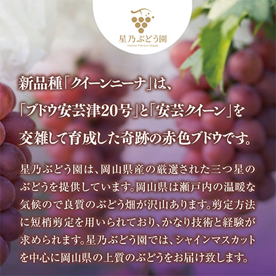 先行受付【三つ星ブランド】星乃クイーンニーナ 数量限定 3房〜5房(1.7kg以上)【配送不可地域：離島・北海道・沖縄県】【1601634】