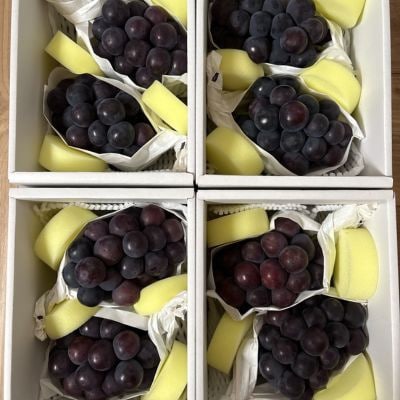 【先行受付|9月上旬頃より順次発送】岡山県産『オーロラブラック』　約1kg(2房)【配送不可地域：離島・北海道・沖縄県】【1726907】