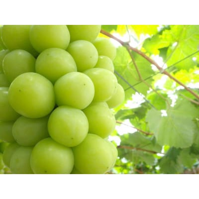 岡山県産　秋のシャインマスカット　1房【冷蔵】2026年発送【配送不可地域：離島・北海道・沖縄県】【1709333】