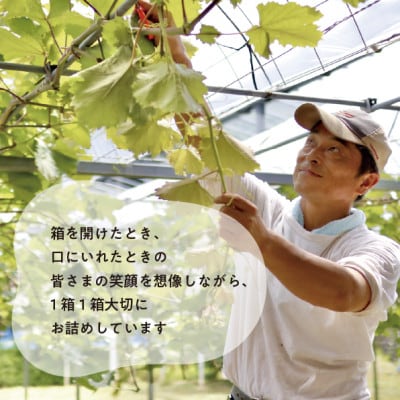 【発送月固定定期便】「藤稔」と「シャインマスカット」、1房ずつのお試し便!(岡山県産)全2回【配送不可地域：離島】【4065820】