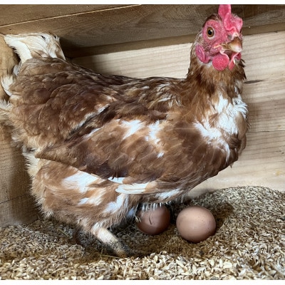 豢・螻ア蟶ら肇繝サ蟷ウ鬟シ縺蜊オ25蛟+蜑イ繧御ソ晁ィシ5蛟九1486349縲