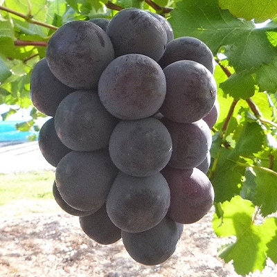 【2026年9月下旬発送】大粒ぶどう3種セット約2kg シャインマスカット ピオーネ クイーンニーナ【1244621】