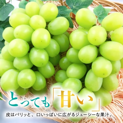 邉門コヲ!繧キ繝」繧、繝ウ繝槭せ繧ォ繝繝!邏2kg縲2026蟷エ8譛井クュ譌ャ繧医j鬆谺。逋コ騾√代ぐ繝輔ヨ縺ォ繧ょイ。螻ア逵檎肇縺カ縺ゥ縺!縲宣埼∽ク榊庄蝨ー蝓滂シ夐屬蟲カ縲代1365245縲
