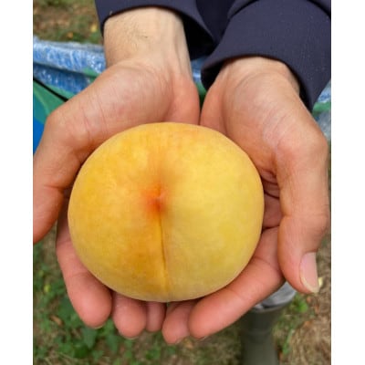 【2026年先行予約】8月上旬頃より発送予定・岡山県産・マンゴーの様な黄色い桃・黄金桃(2kg箱)【配送不可地域：離島】【1484604】