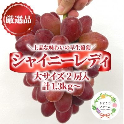 【2026年先行予約】シャイニーレディ大2房 計1.3kg〜 赤色の早生葡萄(岡山県産)【配送不可地域：離島】【1694777】