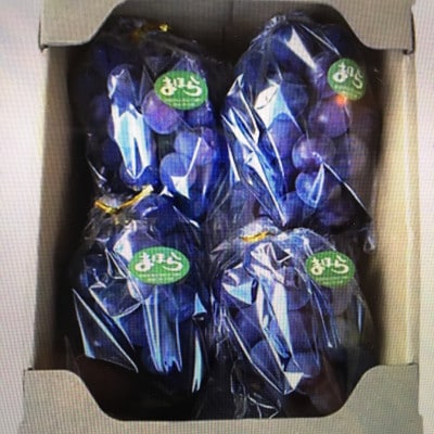 訳あり【2026年度発送分】早起き農家の直送便　ニューピオーネ2kg以上【配送不可地域：離島・北海道・沖縄県】【1625970】