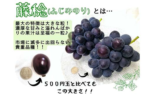 【2025年先行受付】大粒希少品種 藤稔 1房 700g以上！ぶどう フルーツ 果物 藤稔 希少種 TY0-0937