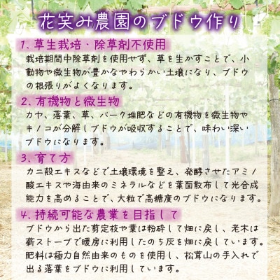 【2026年先行受付】岡山　花笑み農園の『ニューピオーネ』1kg(2房)　P-1【配送不可地域：離島・北海道・沖縄県】【1628315】