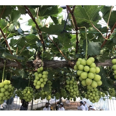 新鮮・朝採り後即出荷!岡山県　吉備高原産シャインマスカット　5kg(7〜10房)ご贈答品【1700900】