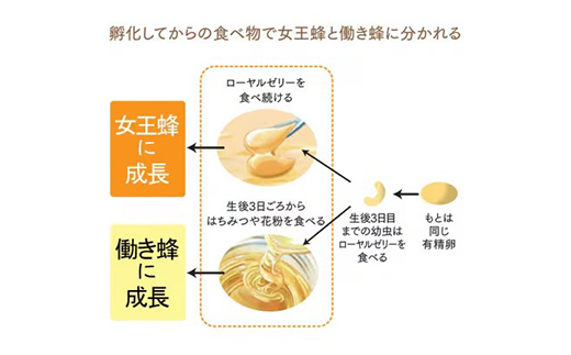 縲先ッ取怦螳壽悄萓ソ縲鷹オ邏蛻隗」繝ュ繝シ繝、繝ォ繧シ繝ェ繝シ CoQ10(5935)蜈ィ12蝗槭4008983縲