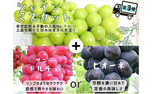 【2025年先行受付】産地直送 岡山 シャインマスカット＆マイハート入り！新鮮ぶどう高級定期便×4回コース 果物 フルーツ ぶどう マイハート シャインマスカット TY0-0944