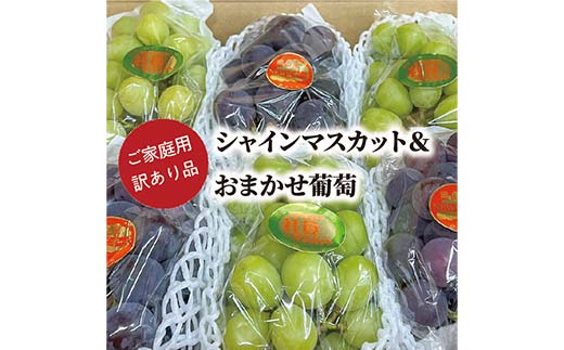 岡山県産シャインマスカットとおまかせ葡萄の訳あり品5-7房 ぶどう ブドウ シャインマスカット 社員マスカット 葡萄 デザート フルーツ 果物 くだもの 果実 食品 TY0-0844