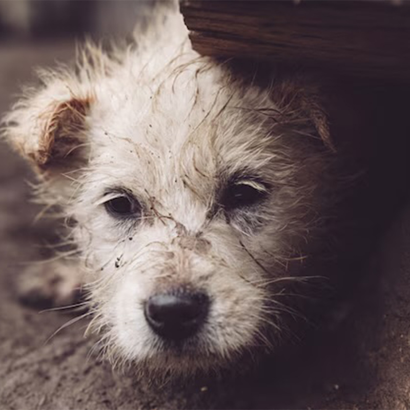 保護＆老犬ホーム ケネルズ岡山 動物愛護「命をつなぐ活動」への応援 TY0-0596