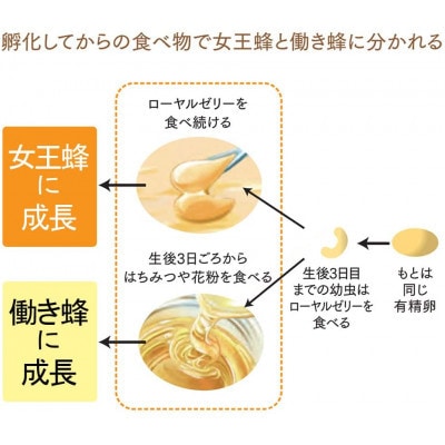 縲先ッ取怦螳壽悄萓ソ縲鷹オ邏蛻隗」繝ュ繝シ繝、繝ォ繧シ繝ェ繝シ CoQ10(5935)蜈ィ6蝗槭4086624縲