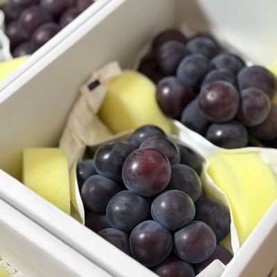 【先行受付|9月上旬頃より順次発送】岡山県産『オーロラブラック』　約1kg(2房)【配送不可地域：離島・北海道・沖縄県】【1726907】