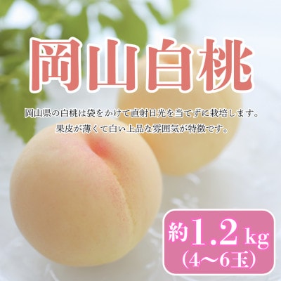 【2026年発送】【8月発送】岡山白桃　約1.2kg(4〜6玉)【配送不可地域：離島・北海道・沖縄県】【1407727】