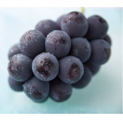 【2026年発送】岡山県産ピオーネ　約1kg(約500g×2房)【配送不可地域：離島】【1614365】