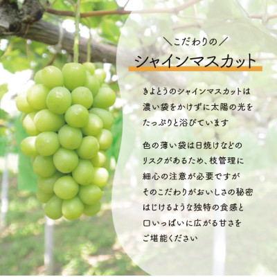 ã·ã£ã€ã³ãã¹ã«ãã äžçŽå 倧3-5æ¿/èš2.4kgã(岡山çç£) é£ã¹å¿ãæºç¹ã®ã·ã£ã€ã³ããå±ã!ãé
éäžå¯å°åïŒé¢å³¶ãã1548983ã