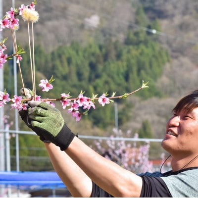 【2026年先行予約】「硬めの桃好きさん」におすすめ! 硬め桃 上級品 5-7玉(岡山県産)【配送不可地域：離島】【1696634】