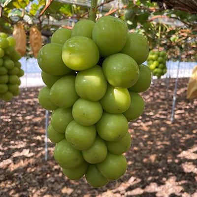 【2026年9月下旬発送】訳あり大粒ぶどう3種セット(シャインマスカット・ピオーネ等3種おまかせ)【1244678】