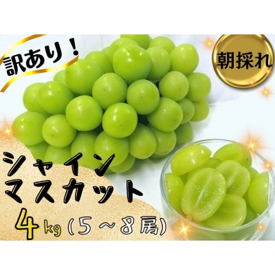 【2026年先行受付】訳あり岡山県産シャインマスカット4kg【配送不可地域：離島】【1571849】