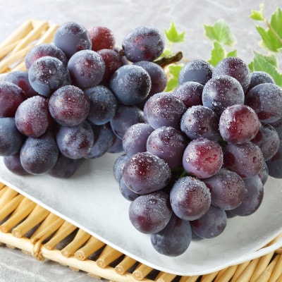 秋のニューピオーネ2房【冷蔵】2026年発送【配送不可地域：離島・北海道・沖縄県】【1709335】