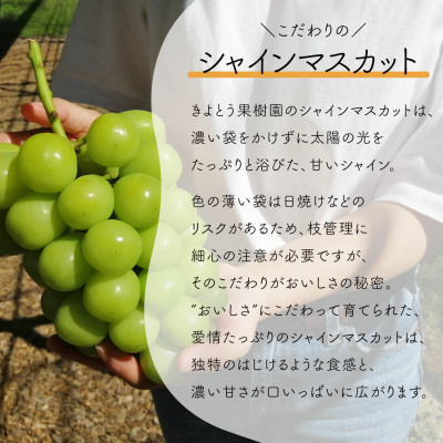 ãçºéæåºå®å®æäŸ¿ãã2026幎å
è¡äºçŽãã·ã£ã€ã³ãã¹ã«ãã倧2æ¿ã®æºè¶³äŸ¿/å
šäŸ¿èš2.6kgãå
š2åãé
éäžå¯å°åïŒé¢å³¶ãã4065361ã