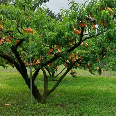 【2026年発送】【7月発送】岡山白桃　約1.2kg(4〜6玉)【配送不可地域：離島・北海道・沖縄県】【1411059】