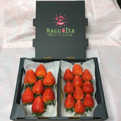 先行受付2026年1月以降発送　晴れの国おかやま新ブランド「晴苺」化粧箱入り2パック【配送不可地域：離島・北海道・沖縄県】【1444423】