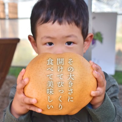 ã2026幎å
è¡äºçŽããããæ¢š ãå®¶åºçš/çŽ5kg(岡山çç£) ãæ³æ® åæ¢š å¬ã®æç©ã1566274ã