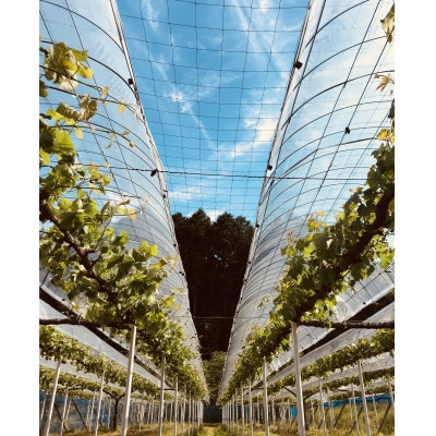 æ°é®®ã»ææ¡ãåŸå³åºè·!ã岡山çãååé«åç£ãã¥ãŒããªãŒããçŽ5kg(7ã10æ¿å
¥ã)èŽçåã1299813ã